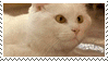 Neocities Now